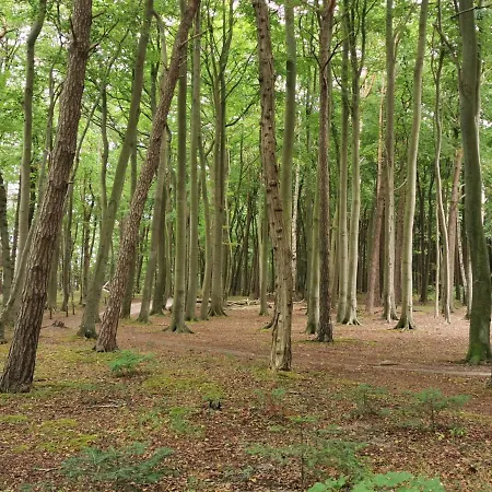 Ferienhaeuschen Kuestenwald Bei Warnemuende, Eigener Garten, Terrasse Mit Strandkorb, 400m Zum *
